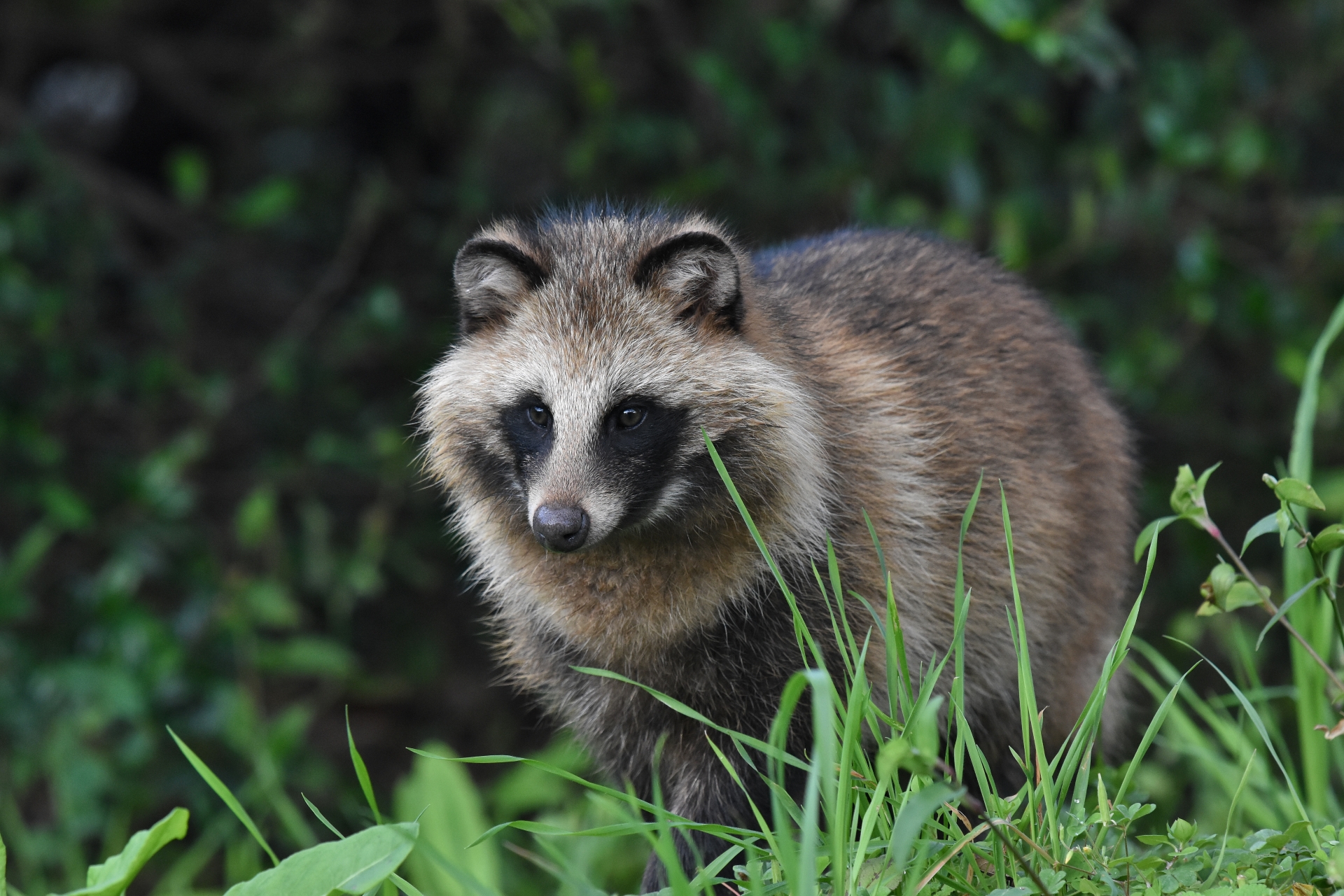 犬や猫にも感染する？毛の抜けたタヌキを見かけても近寄らないで！
