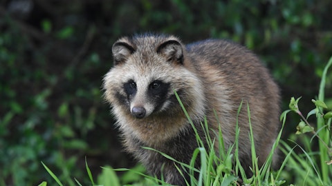 犬や猫にも感染する?毛の抜けたタヌキを見かけても近寄らないで!のアイキャッチ画像