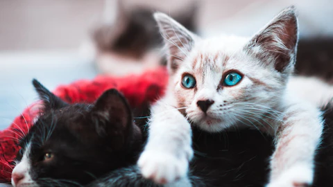 猫は留守番上手って本当?安全に過ごすためのコツ注意点を解説のアイキャッチ画像