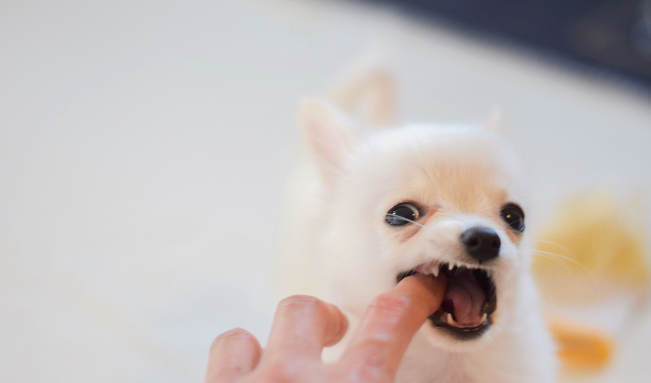 [子犬の甘噛み]叱る前に知ってほしい原因と対策