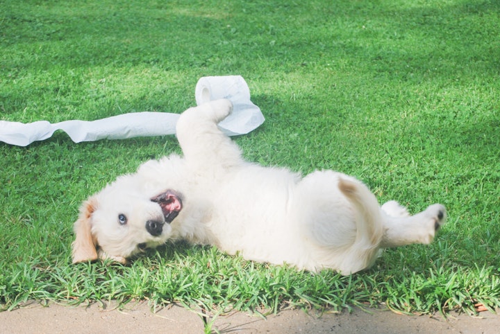 子犬,犬,甘噛み