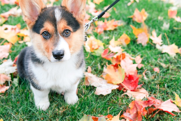 子犬,犬,甘噛み