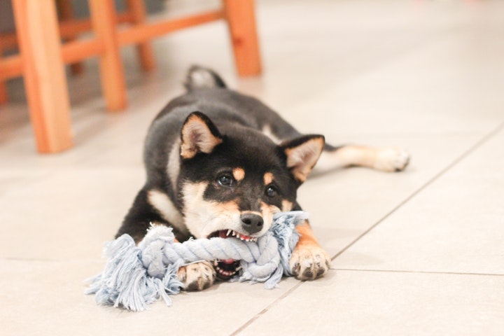 子犬,犬,甘噛み