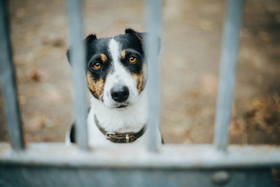 本当に飼って大丈夫？迎える前に知ってほしい犬を飼う大変さと責任のアイキャッチ画像