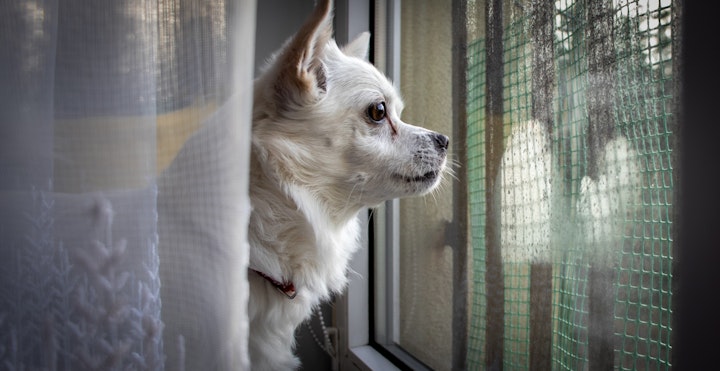 犬,噛み,吠え,トイレ,飼う前