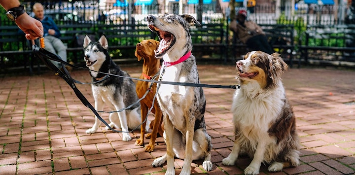 ドッグホテル,練習,犬,お泊り練習