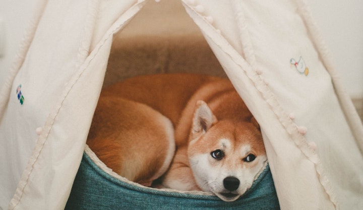 ドッグホテル,練習,犬,お泊り練習