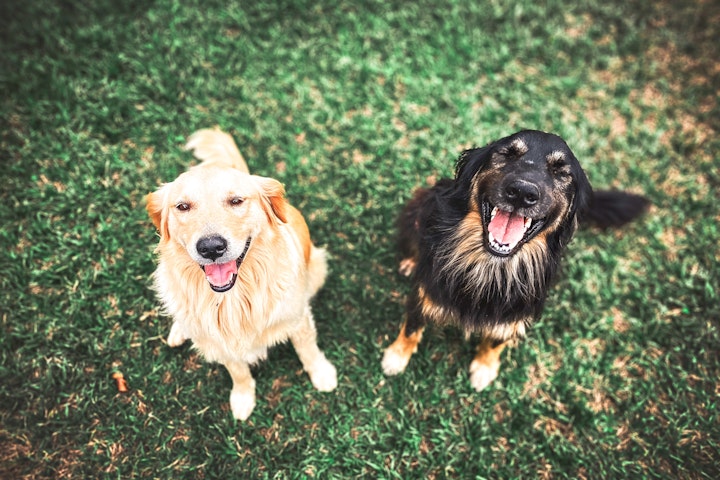 多頭,犬,多頭飼い