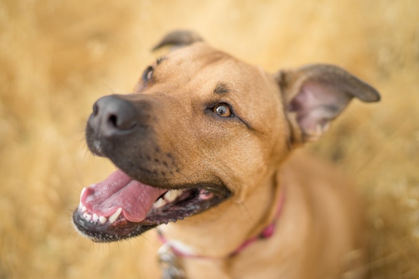 犬の唇は何色をしている？唇が赤いのは人間だけだった？！のアイキャッチ画像