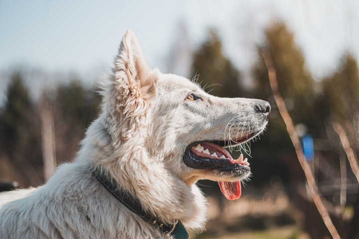 唇,犬,笑う