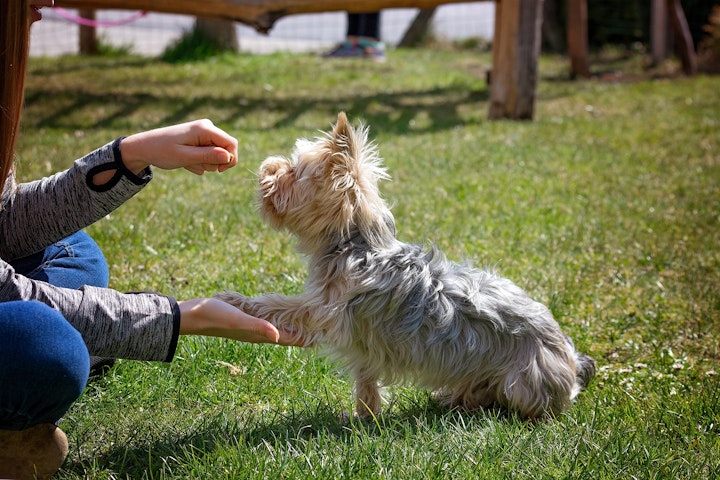 多頭,犬,多頭飼い