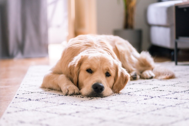 獣医師監修,犬,多飲多尿,内分泌疾患,内臓疾患