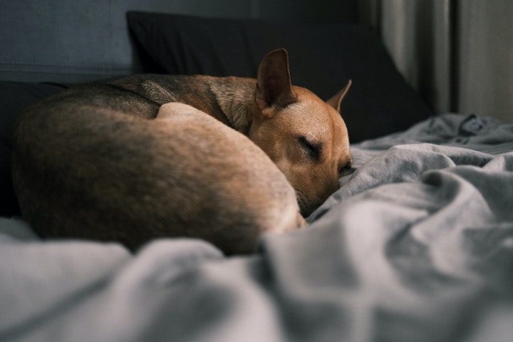 獣医師監修,犬,多飲多尿,内分泌疾患,内臓疾患