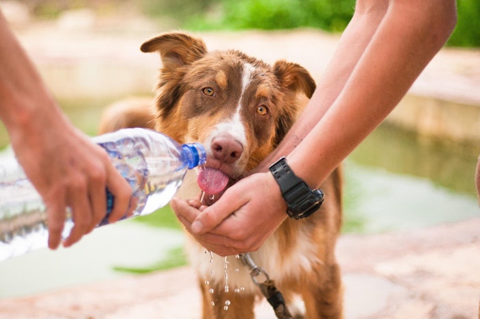 獣医師監修,犬,多飲多尿,内分泌疾患,内臓疾患