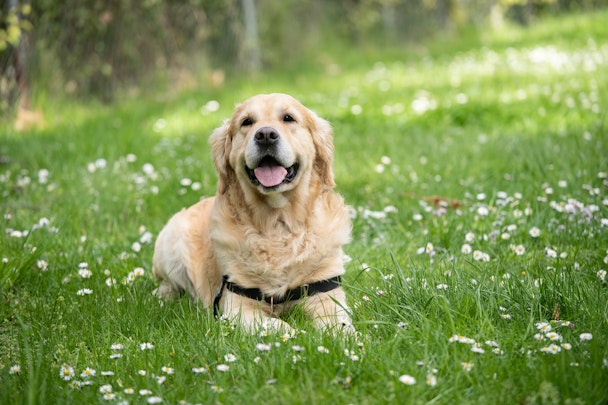 十分な覚悟も！大型犬を迎える前に知っておきたい魅力と注意点のアイキャッチ画像