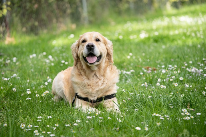 十分な覚悟も！大型犬を迎える前に知っておきたい魅力と注意点 - CHERIEE あにまるマガジン