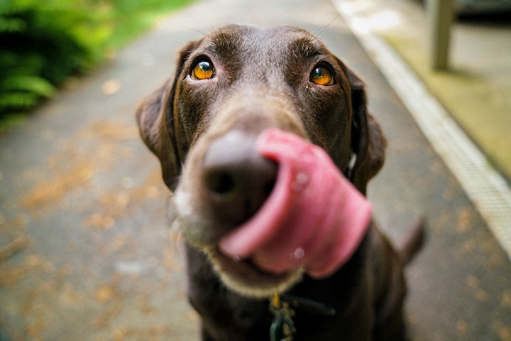 大型犬,ラブラドールレトリバー,ゴールデンレトリバー,バーニーズマウンテンドッグ