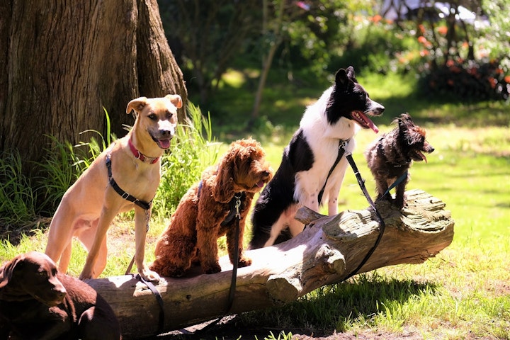 大型犬,ラブラドールレトリバー,ゴールデンレトリバー,バーニーズマウンテンドッグ