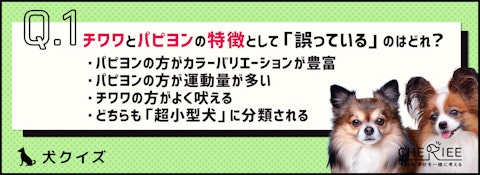 【クイズ】似てるようでやっぱり似てない?チワワとパピヨンの違いのアイキャッチ画像