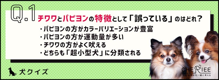 【クイズ】似てるようでやっぱり似てない？チワワとパピヨンの違いのアイキャッチ画像