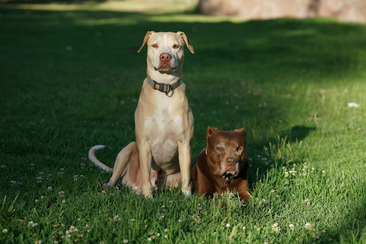 ピットブル,アメリカン・スタッフォードシャー・テリア,スタッフォードシャー・ブル・テリア,闘犬