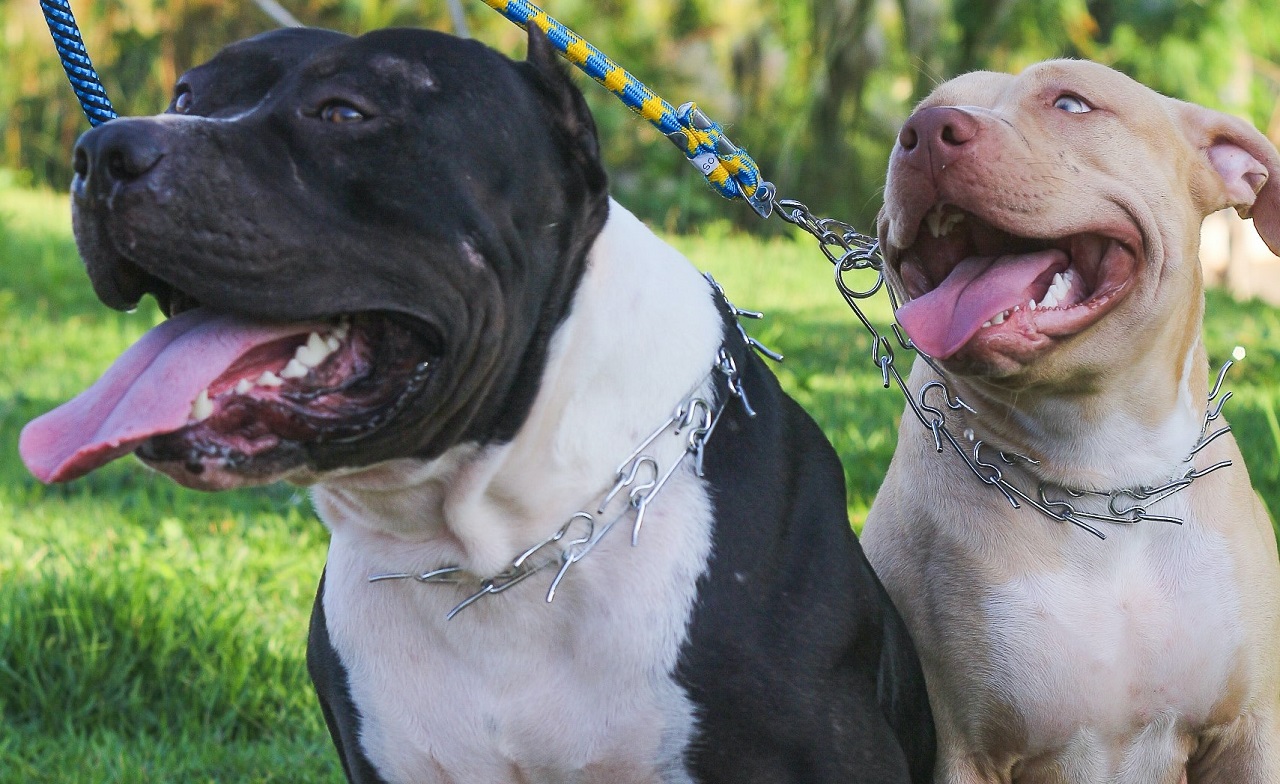 【犬図鑑】世界最強の犬「ピットブル」に注目