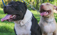 記事カテゴリ第5位