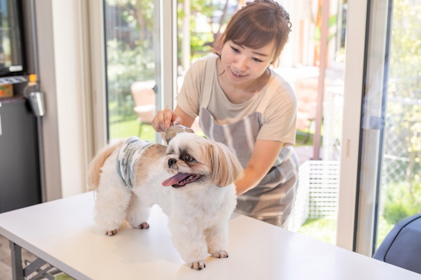 これからの時期に要注意！犬のサマーカットのメリットとデメリットのアイキャッチ画像