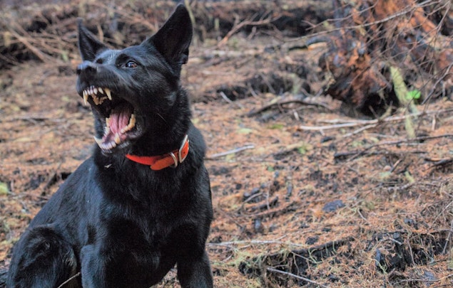 これで解決？！おうちでできる愛犬のインターホン吠え対策のアイキャッチ画像