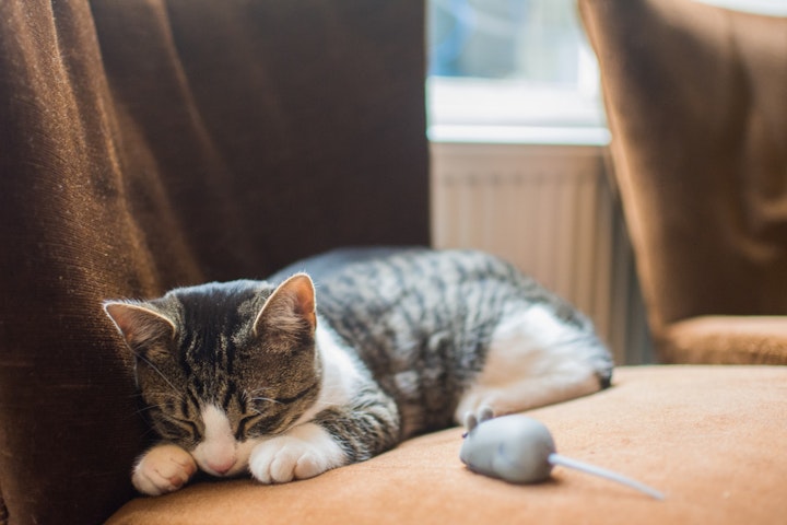 猫,歴史,平安時代,江戸時代,日記文学,猫又,ペット