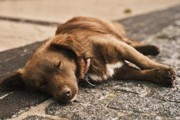 【獣医師監修】犬の発作の原因は？慌てないために知っておきたい疾患のアイキャッチ画像