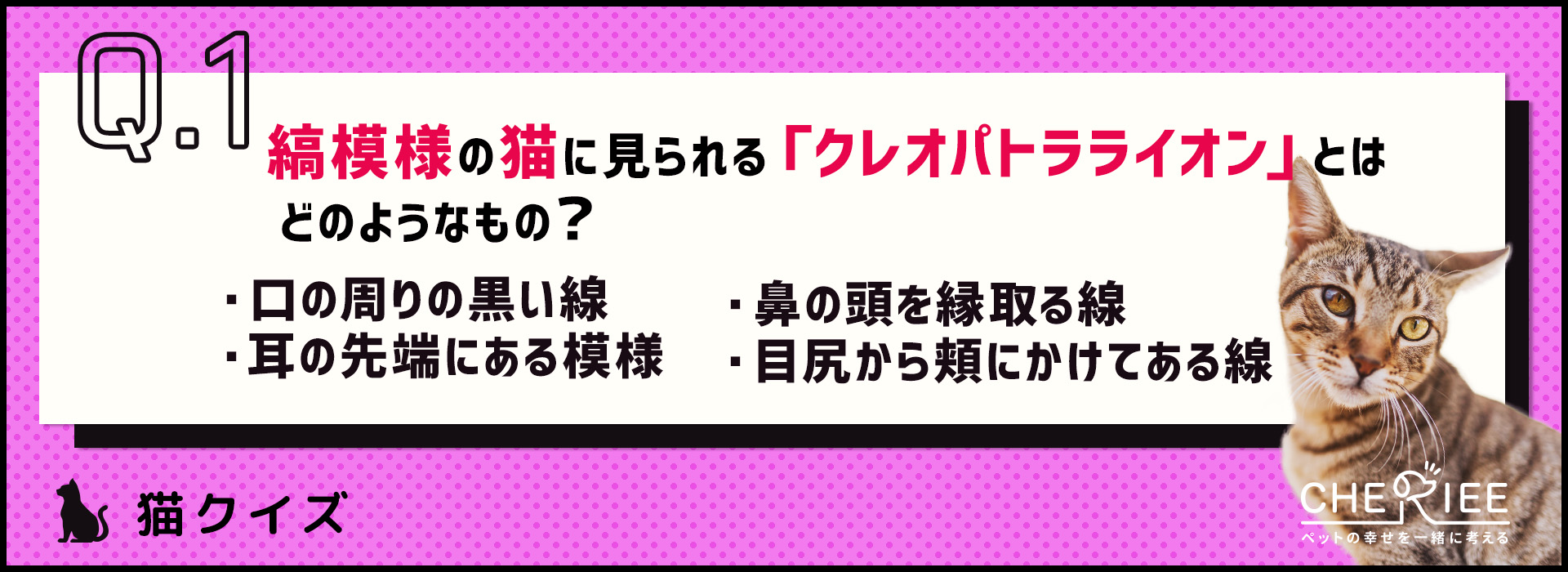 【クイズ】これ知ってる？縞模様の猫に見られる特徴的な模様とは