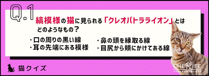 【クイズ】これ知ってる？縞模様の猫に見られる特徴的な模様とはのアイキャッチ画像