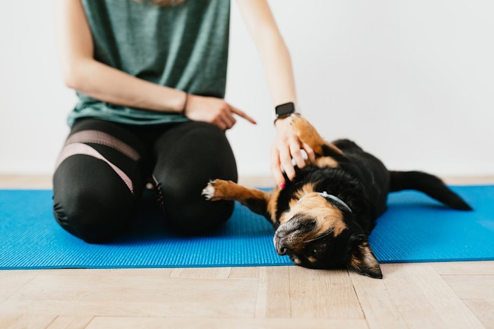 犬,犬の保育園.ドッグホテル,ペットシッター,ペットホテル,出張トレーニング