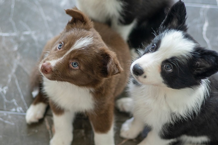 犬,犬の保育園.ドッグホテル,ペットシッター,ペットホテル,出張トレーニング