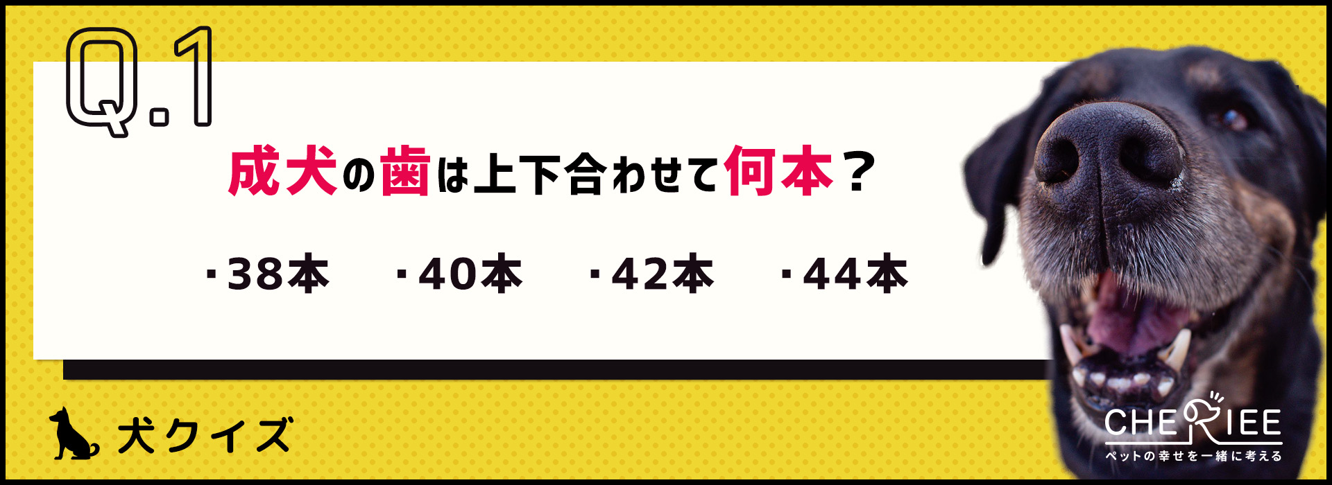 クイズ で楽しく学ぼう 犬の歯の基本 シェリー ペットの幸せを一緒に考える