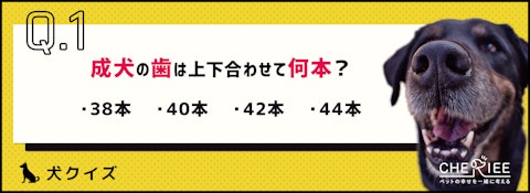 【クイズ】で楽しく学ぼう！犬の歯の基本のアイキャッチ画像