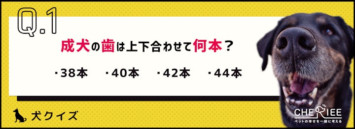 【クイズ】で楽しく学ぼう！犬の歯の基本のアイキャッチ画像