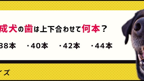 【クイズ】で楽しく学ぼう!犬の歯の基本のアイキャッチ画像