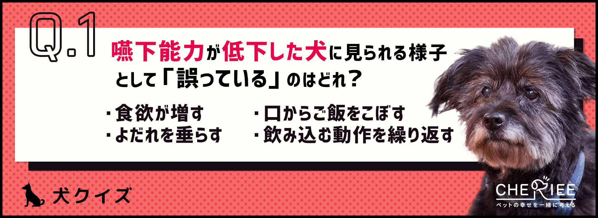 【クイズ】シニア犬は飲み込む力が衰える？食事環境を見直そう！