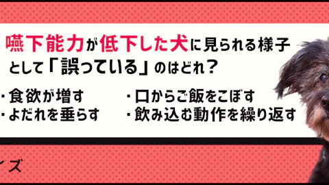 【クイズ】シニア犬は飲み込む力が衰える?食事環境を見直そう!のアイキャッチ画像
