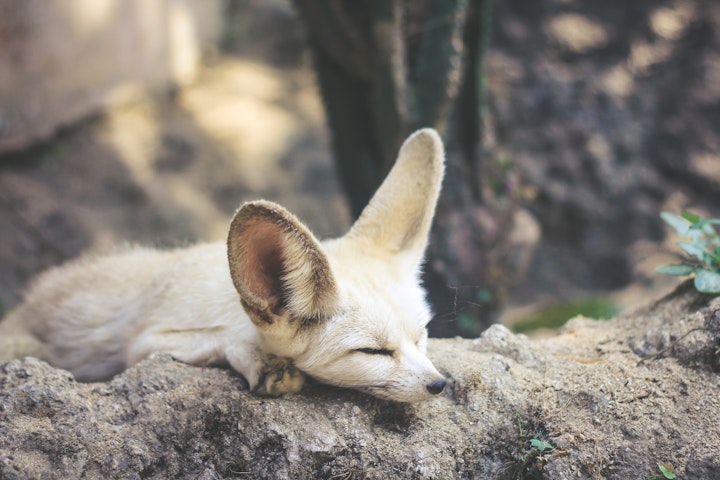 犬,猫,ペット,法則,生物