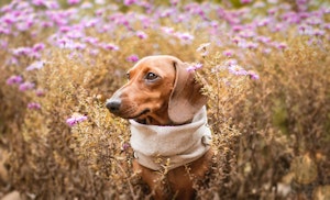 犬種,由来,歴史,犬