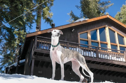 【犬の雑学】知って納得!犬種名の由来12選のアイキャッチ画像
