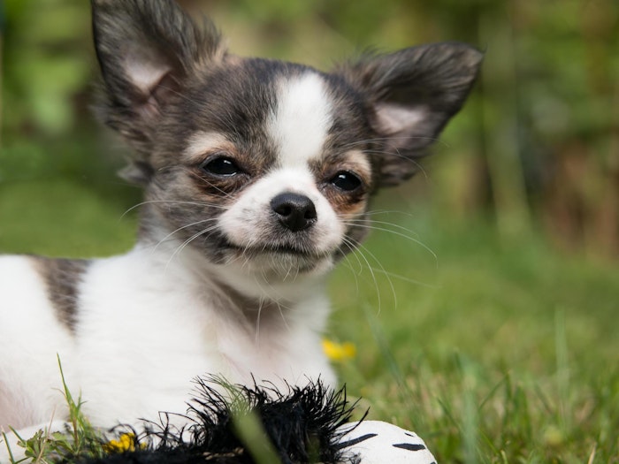 犬種,由来,歴史,犬