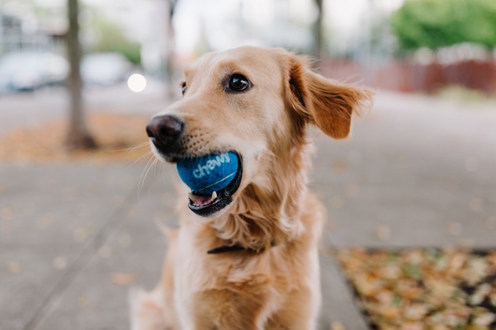 犬種,由来,歴史,犬