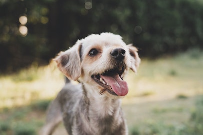 【獣医師監修】犬の咳が気になる！実は心疾患の可能性も？のアイキャッチ画像