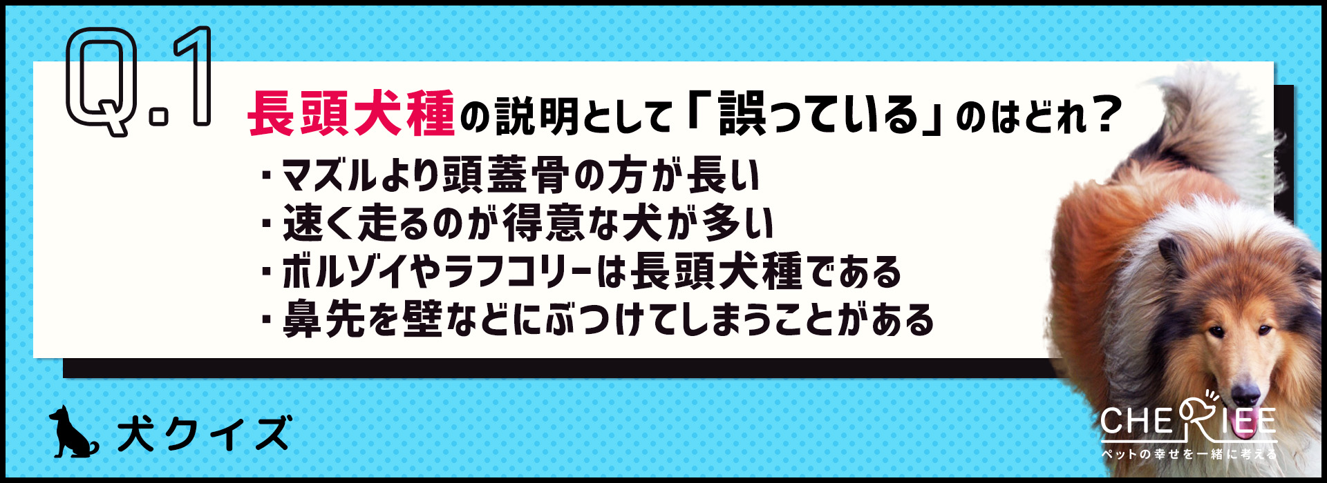 【クイズ】長頭犬種と短頭犬種の違いって何？