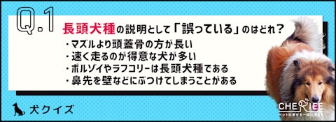 【クイズ】長頭犬種と短頭犬種の違いって何？のアイキャッチ画像