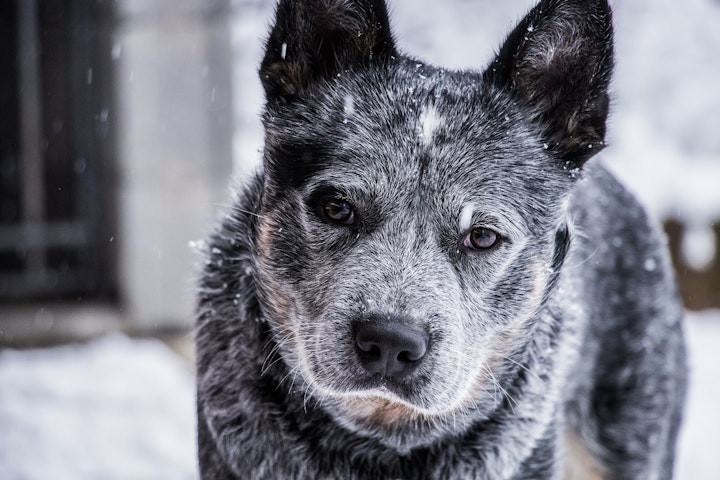 シニア犬,老犬,高齢犬,気温,寝床